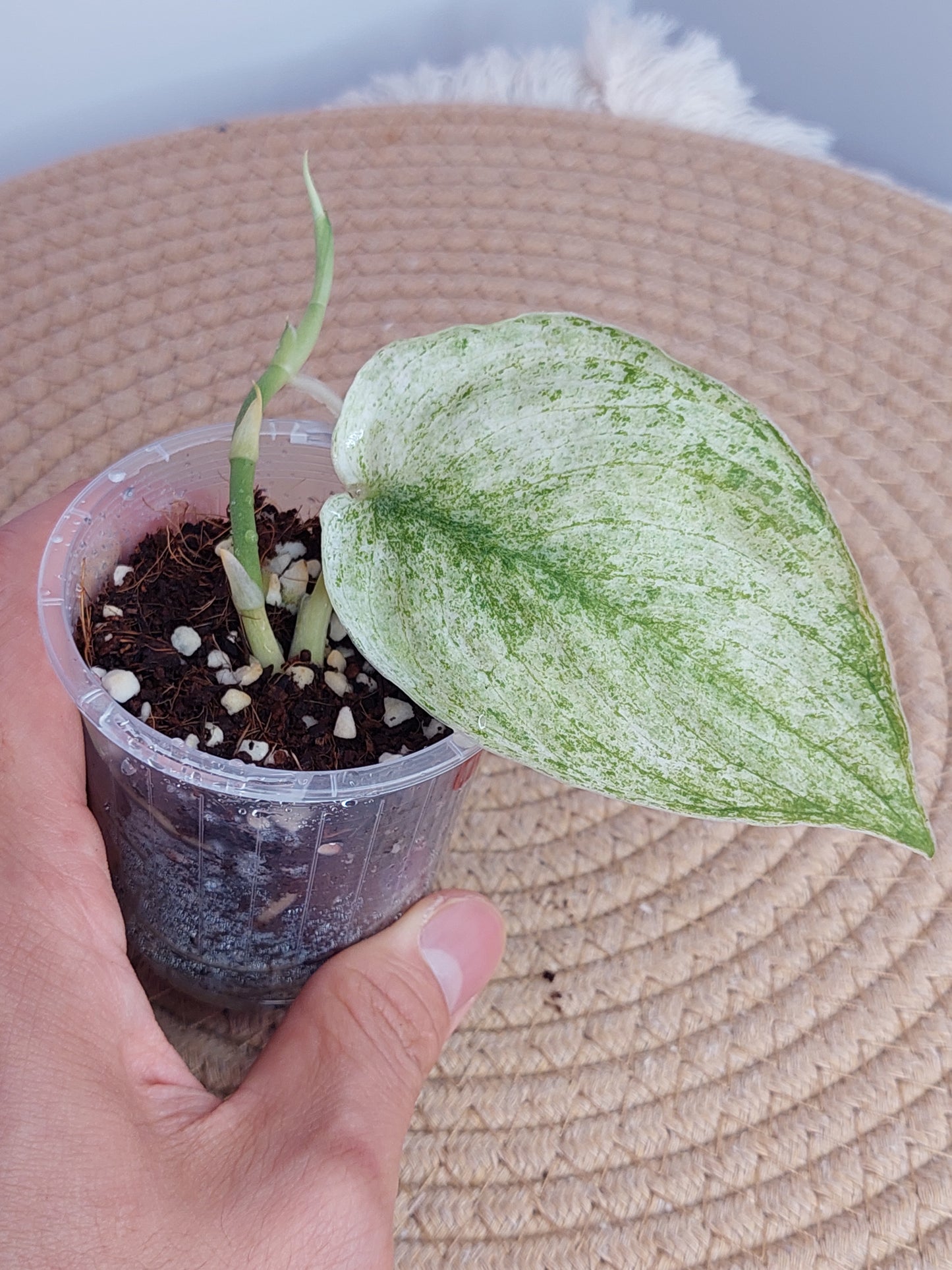 Scindapsus Jade Satin Marble - 2