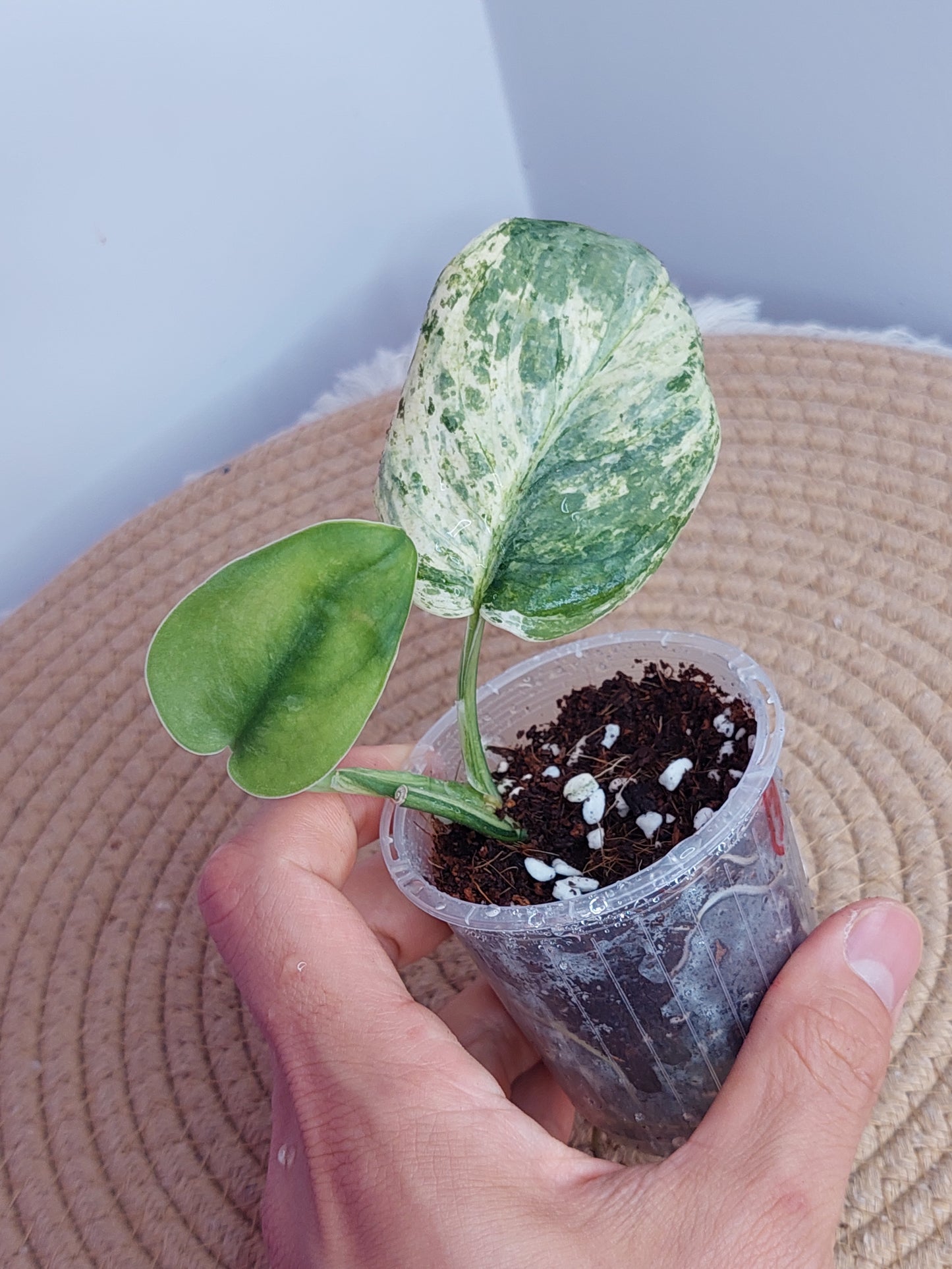 Scindapsus Silver Cloud Variegated - 3