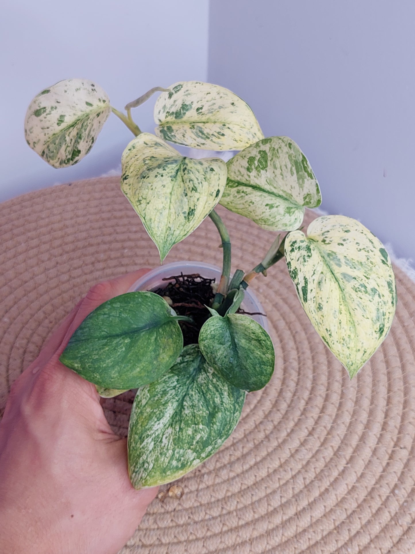 Scindapsus Silver Cloud Variegated - 8