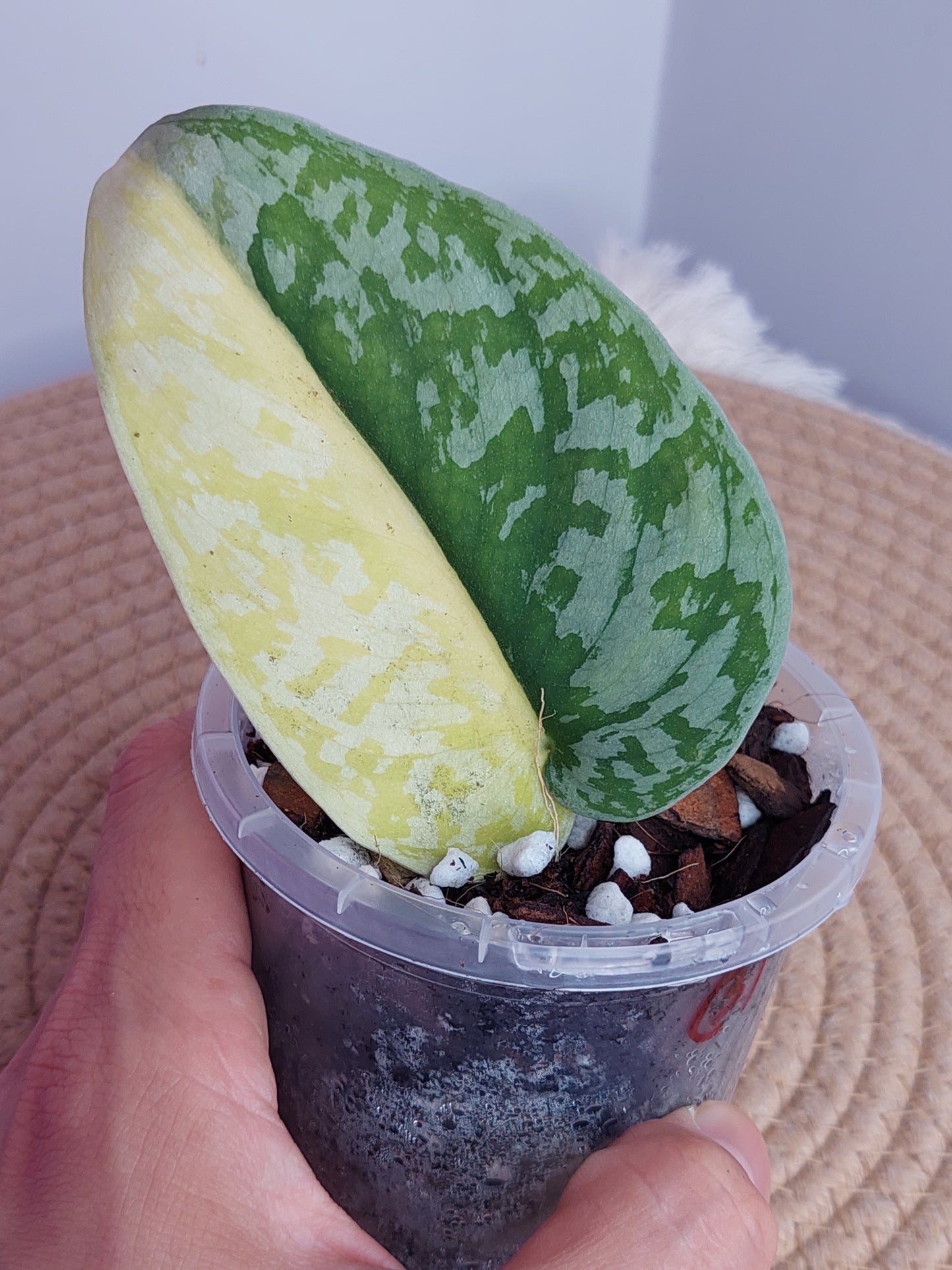 Scindapsus Exotica Variegated - 3