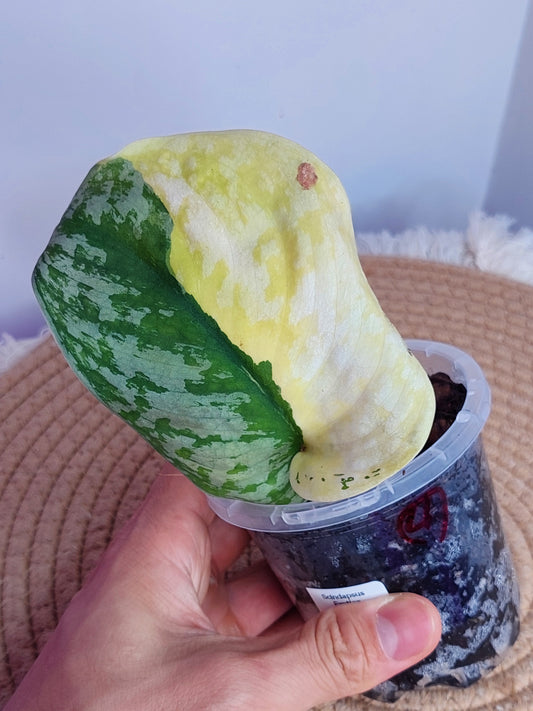 Scindapsus Exotica Variegated - 4