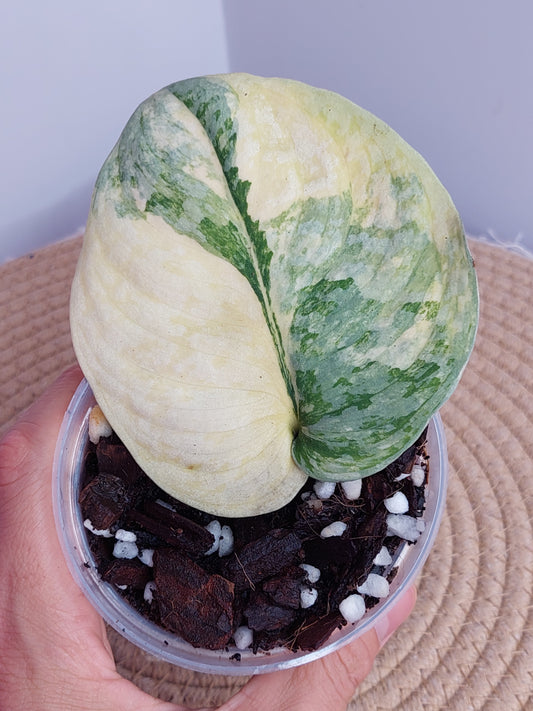 Scindapsus Exotica Variegated - 5