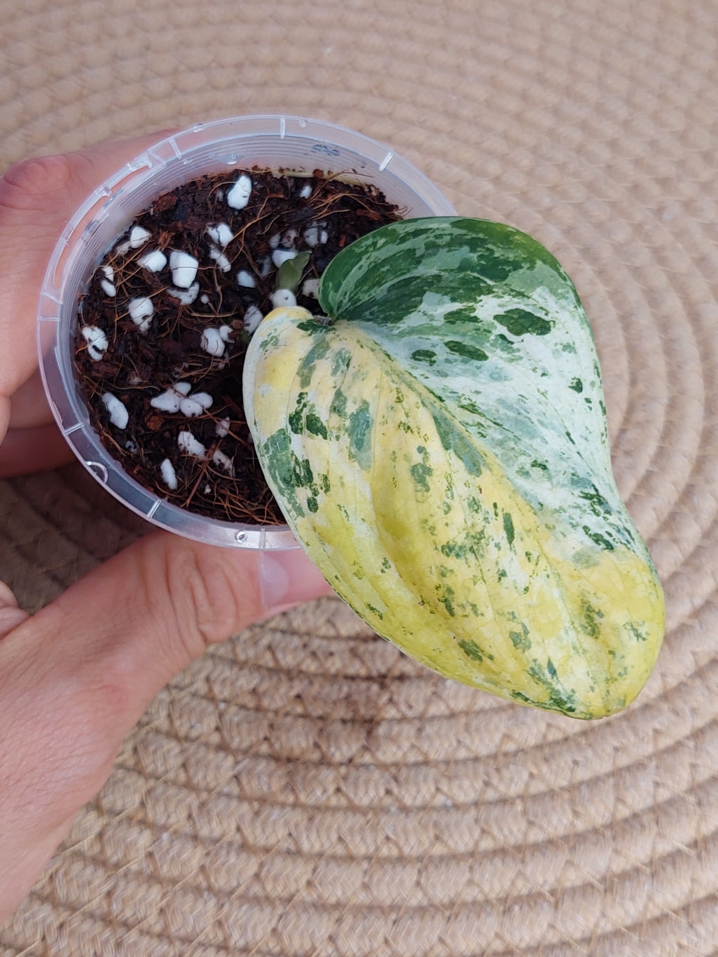 Scindapsus Creme Brulee Variegated - 4