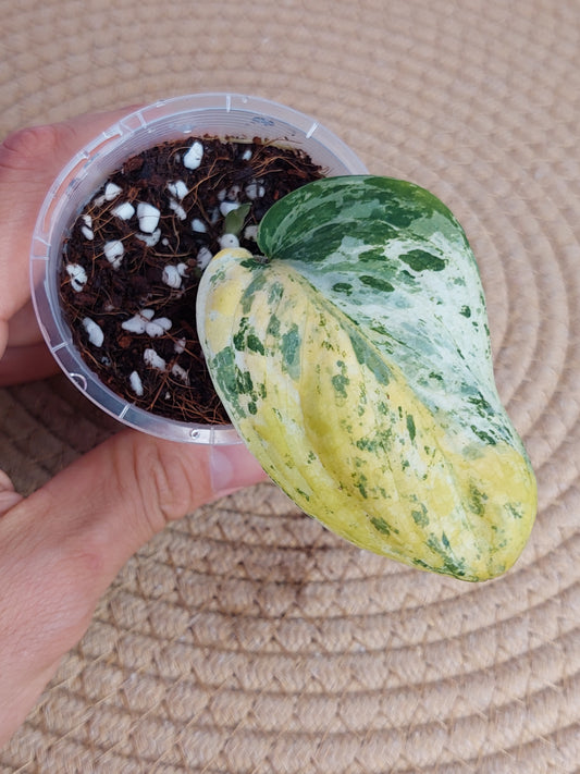 Scindapsus Creme Brulee Variegated - 4