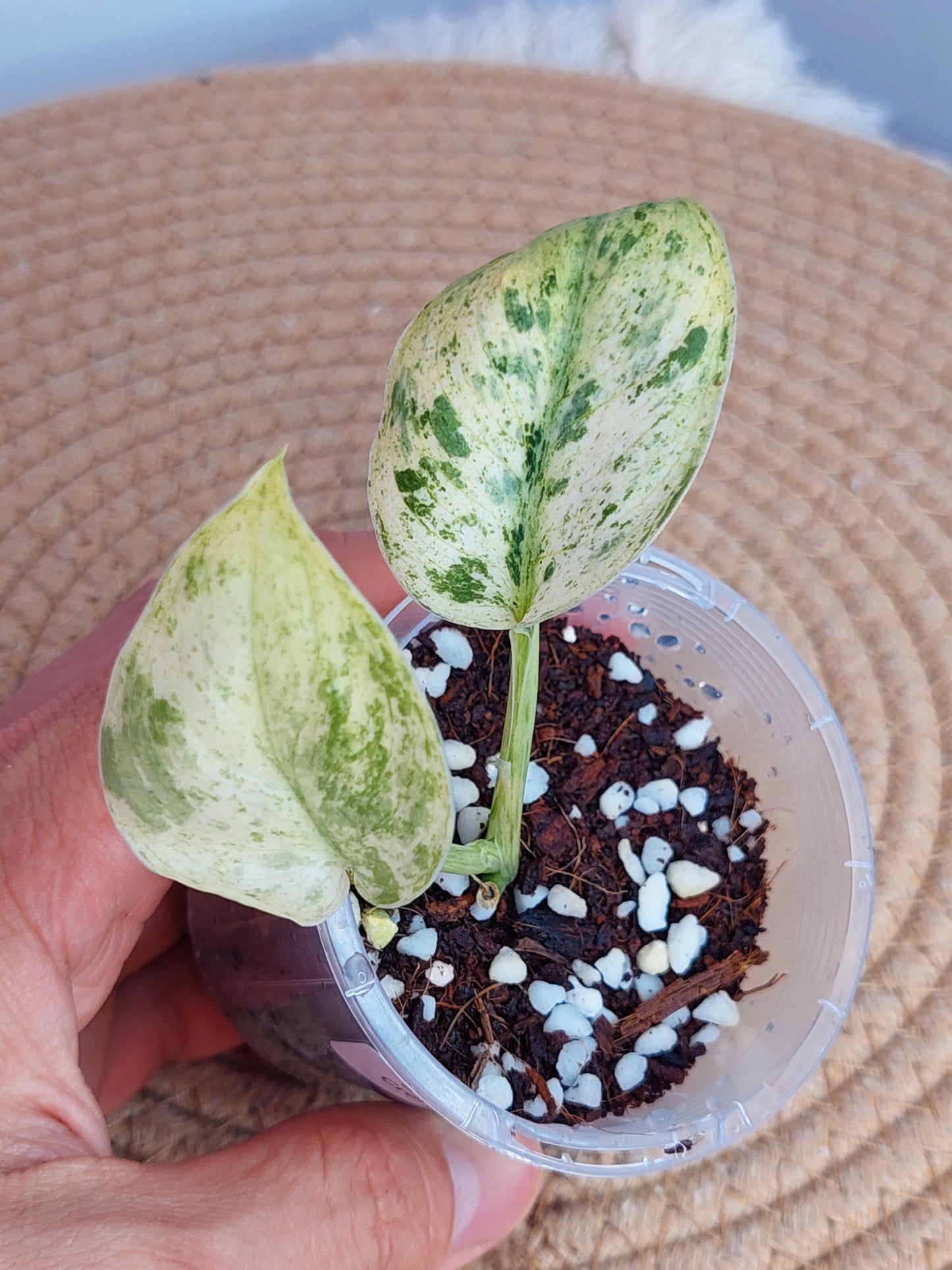 Scindapsus Creme Brulee Variegated - 5