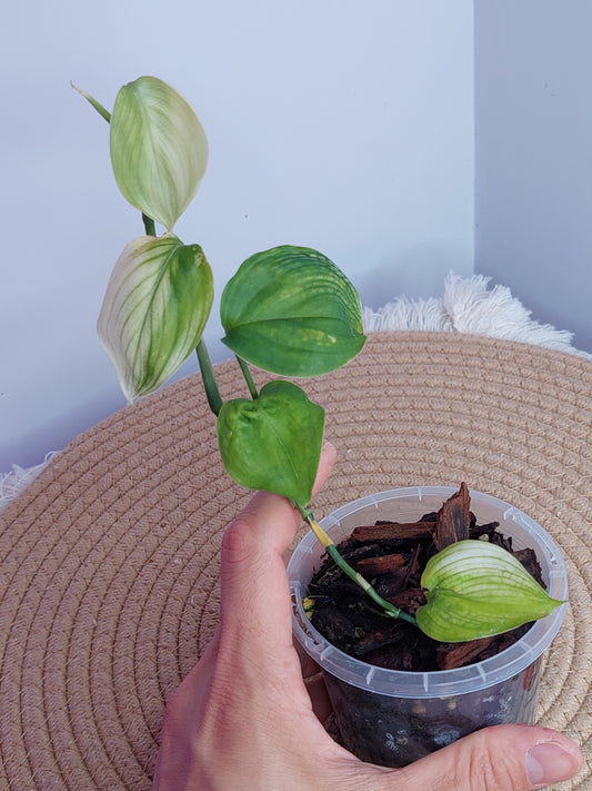 Scindapsus White Monster - 6