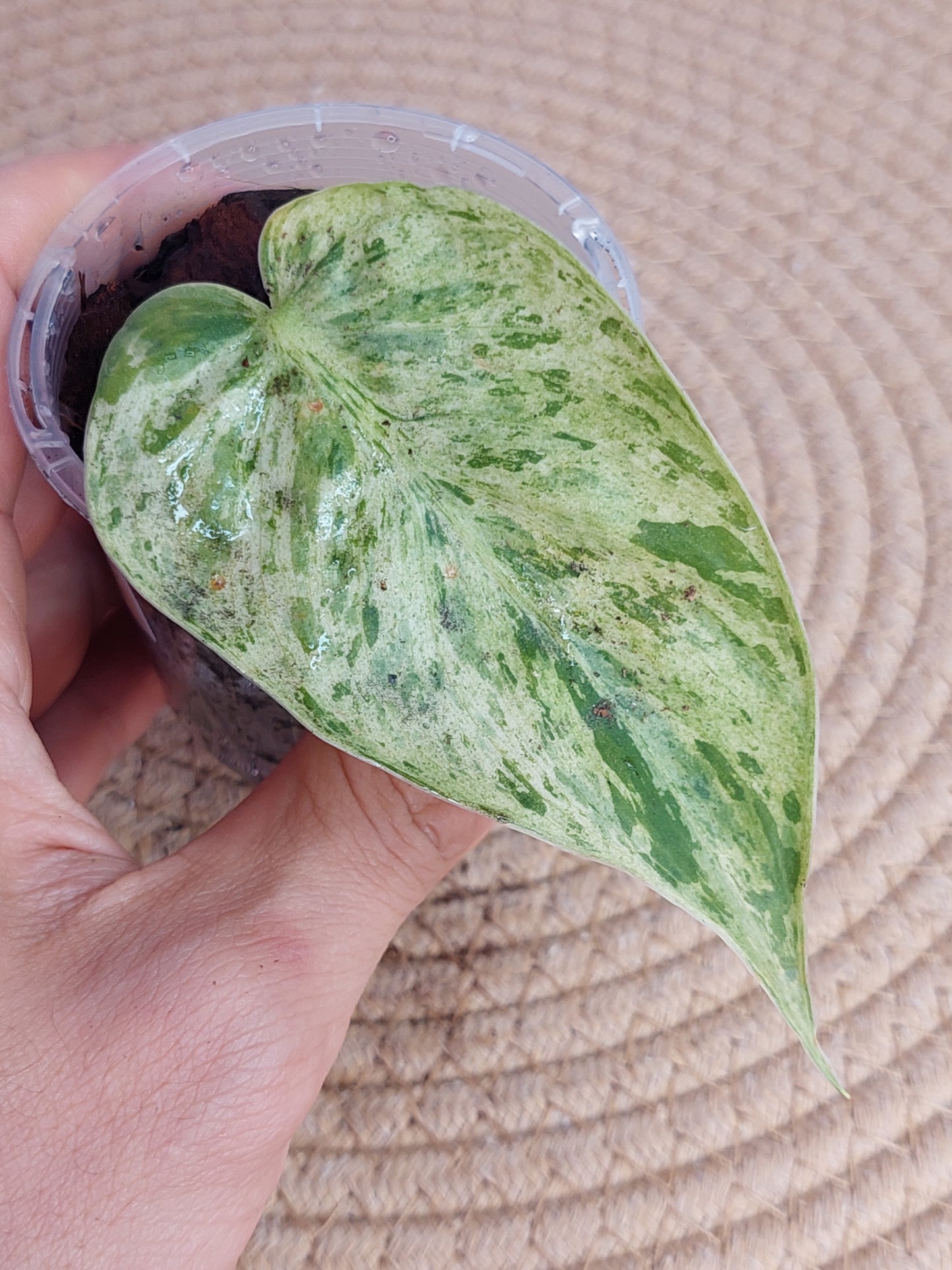 Philodendron Heartleaf Variegated - 1
