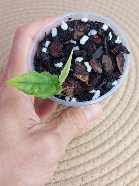 Monstera Obliqua Peru - 1