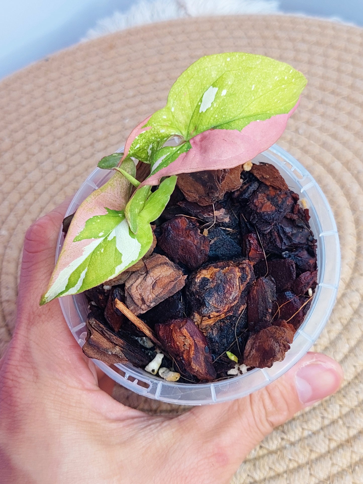 Syngonium Red Spot Tricolour - 2