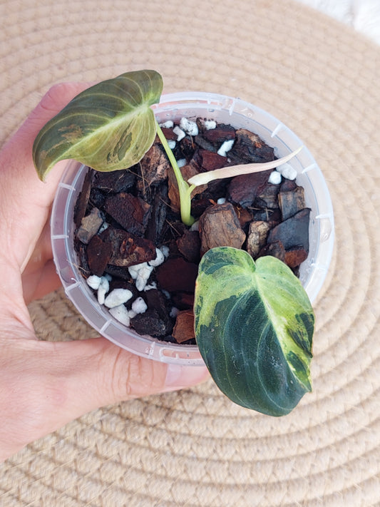 Philodendron Melanochrysum Variegated - 1