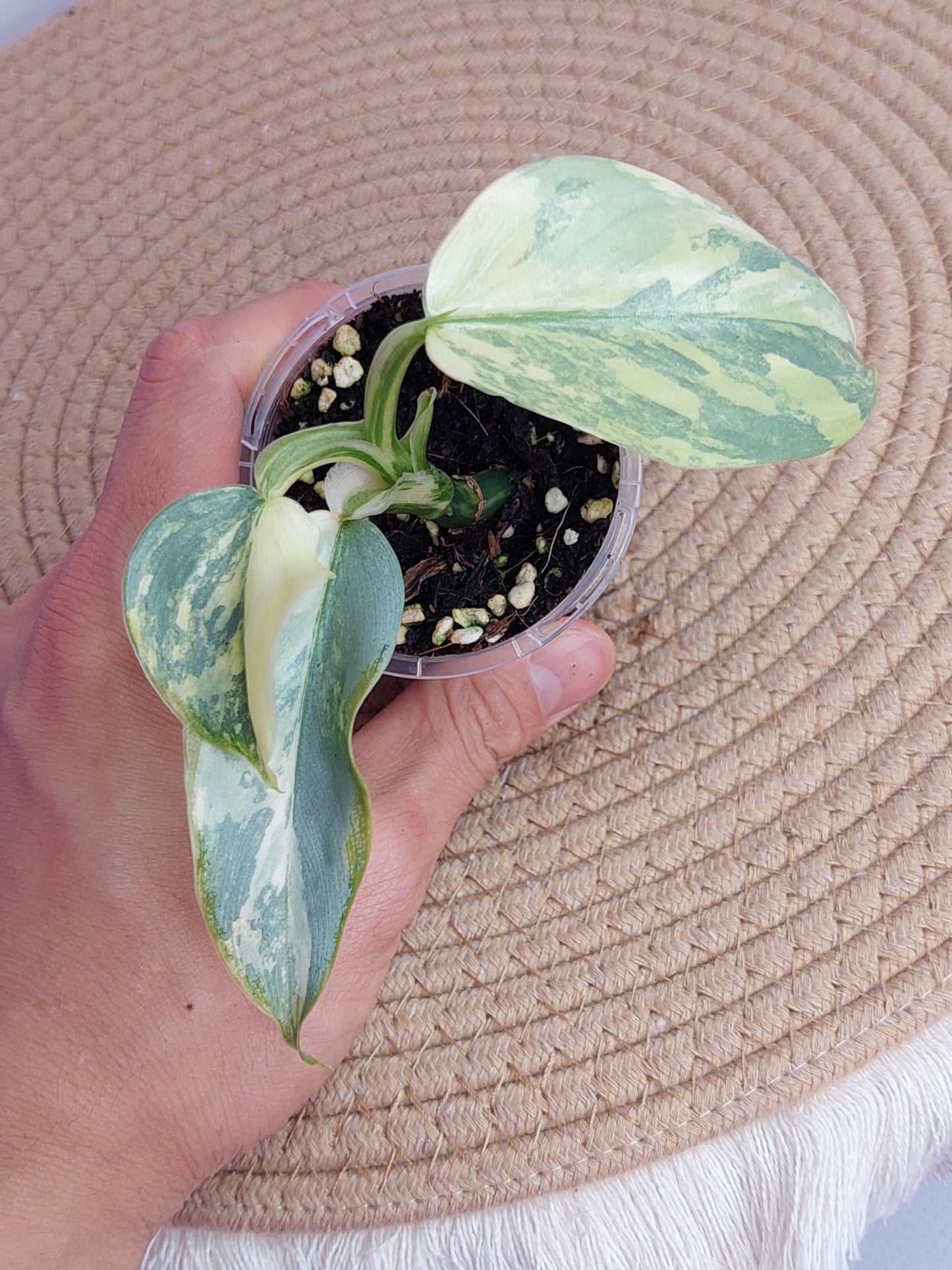 Philodendron Silver Sword Variegated - 1