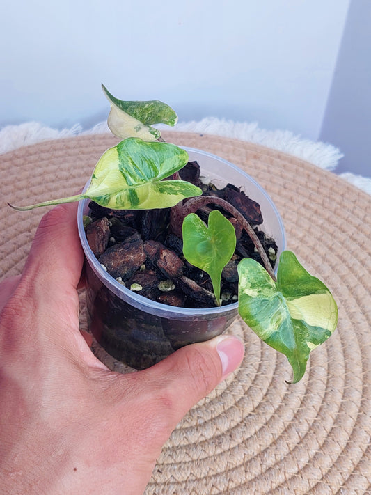 Alocasia Stingray Variegated #A