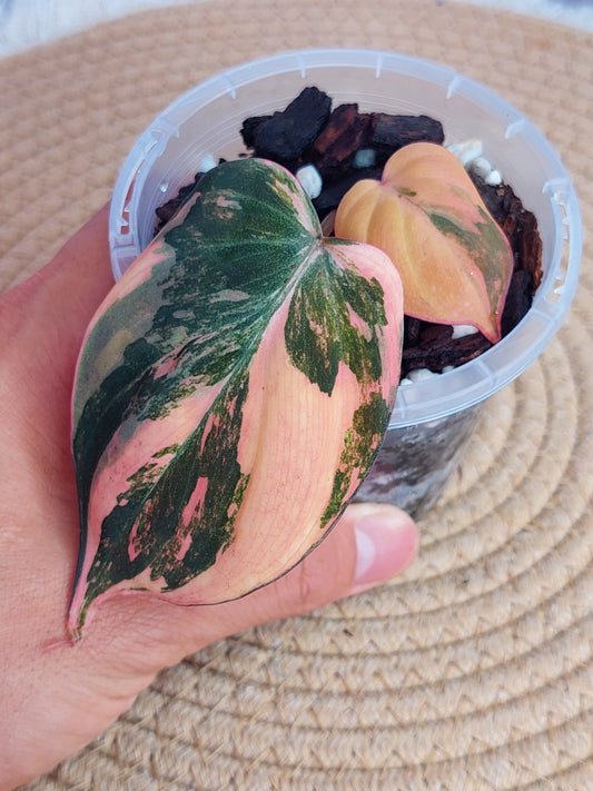 Philodendron Mican Variegated #A