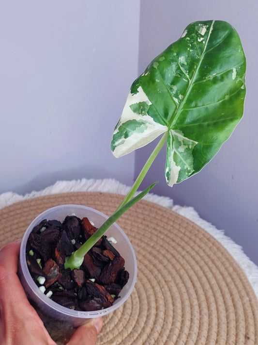 Alocasia Macrorrhiza Variegated #A