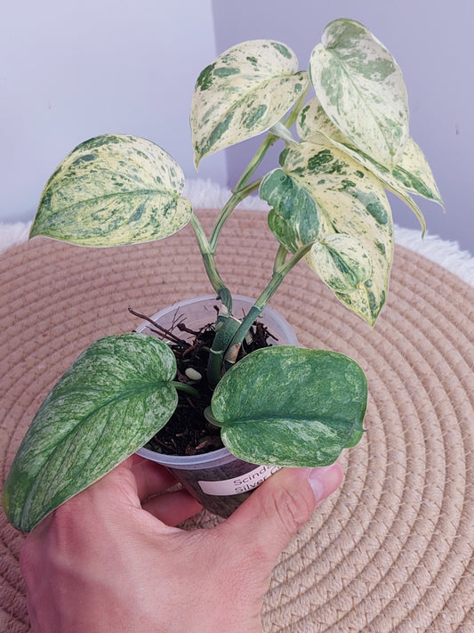 Scindapsus Silver Cloud Variegated #B