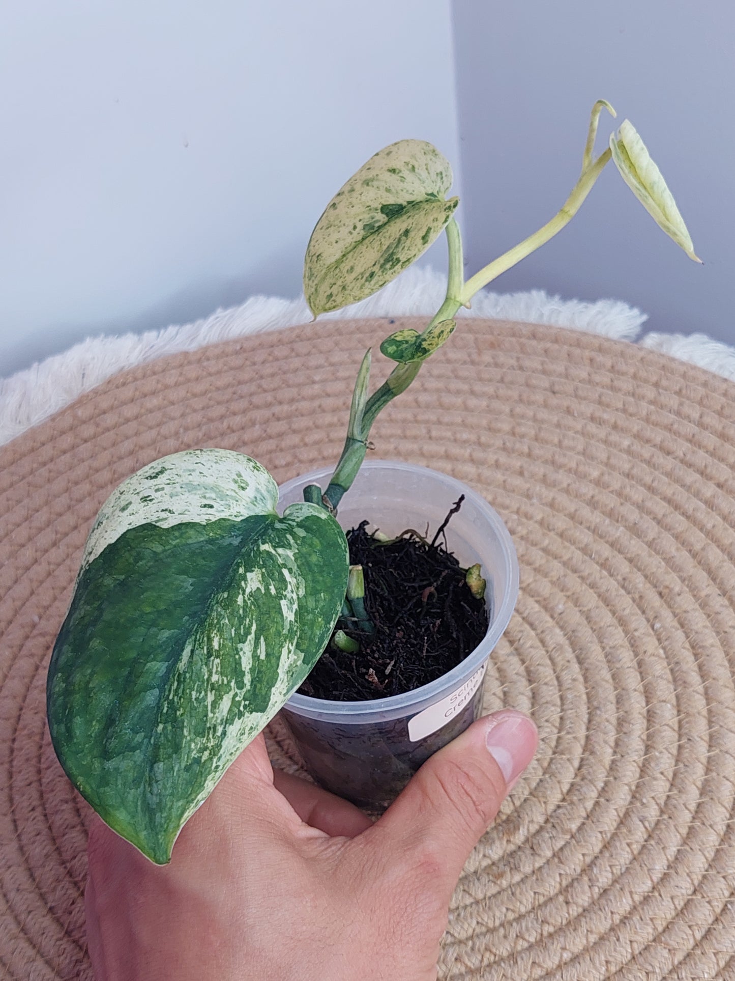 Scindapsus Creme Brulee Variegated #A