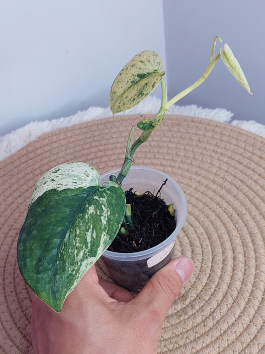 Scindapsus Creme Brulee Variegated #A