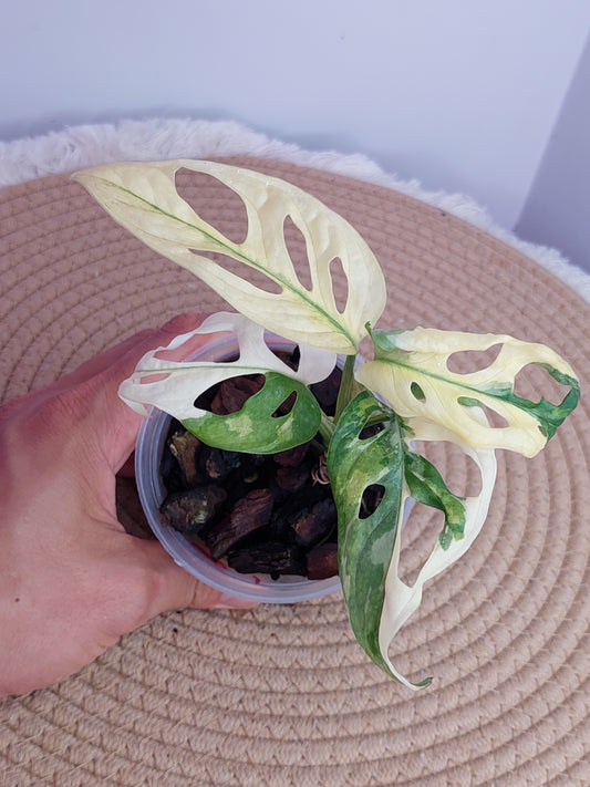 Monstera Monkey Mask Variegated #A