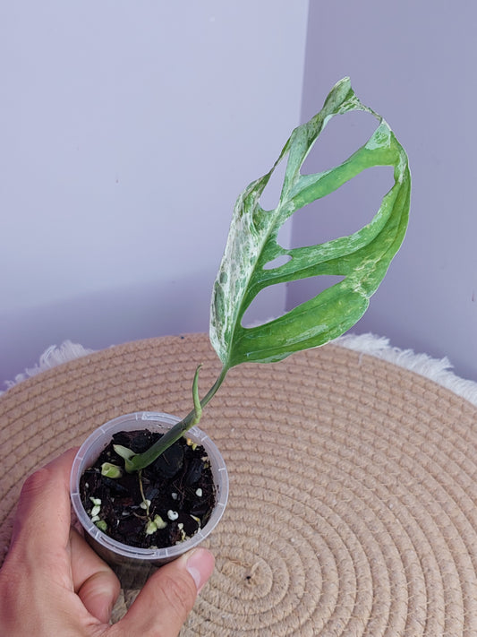 Monstera Adansonii Mint - #1