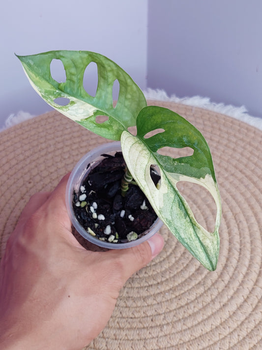 Monstera Monkey Mask(Adansonii) Variegated - #1
