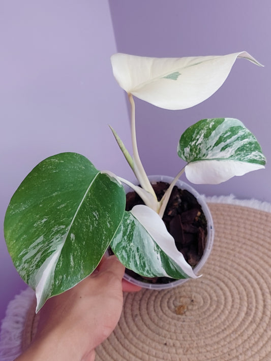 Monstera Borsigiana Albo Variegated - #1