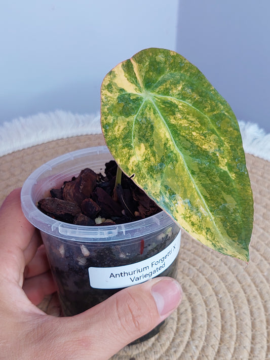 Anthurium Forgetii x Variegated - #1
