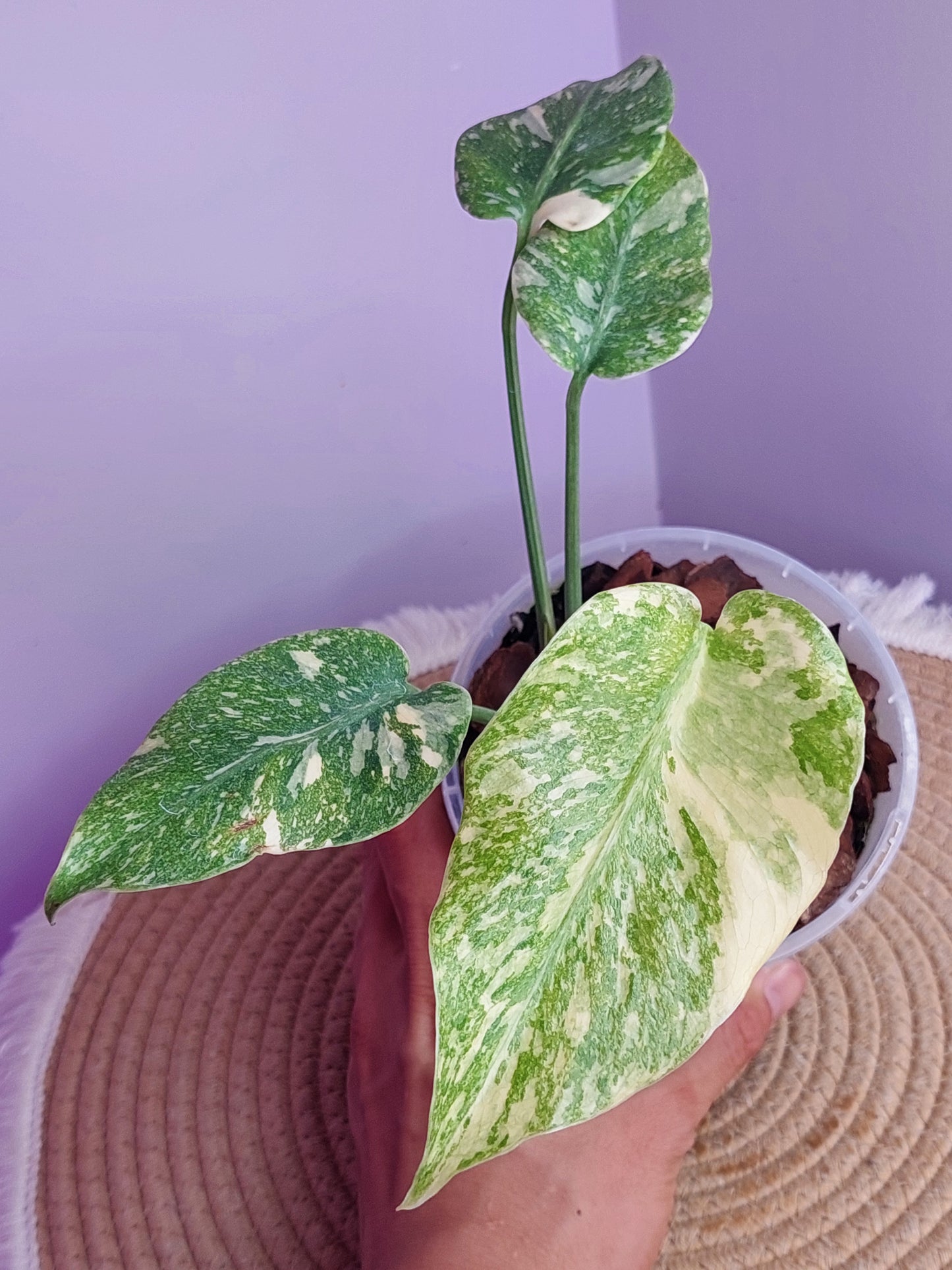 Monstera Thai Constellation Mutation 1