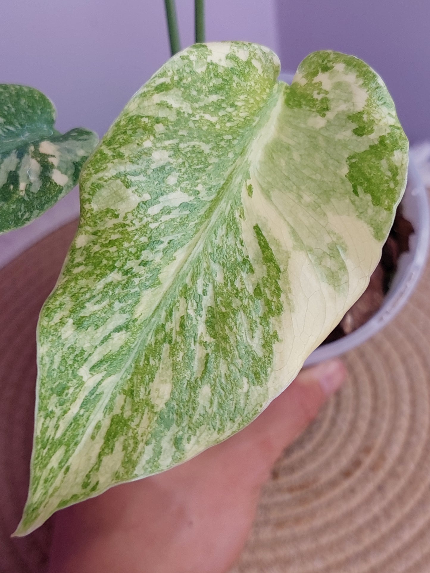 Monstera Thai Constellation Mutation 1