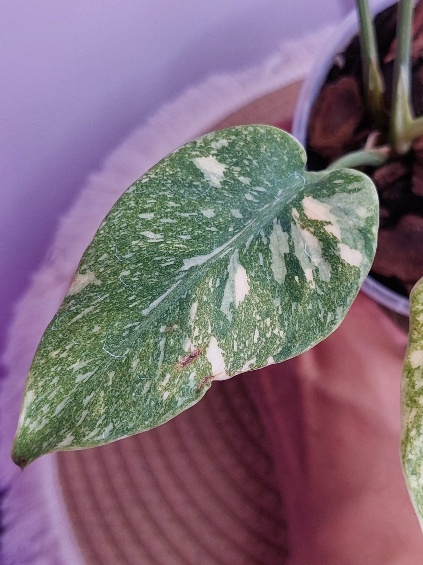 Monstera Thai Constellation Mutation 1