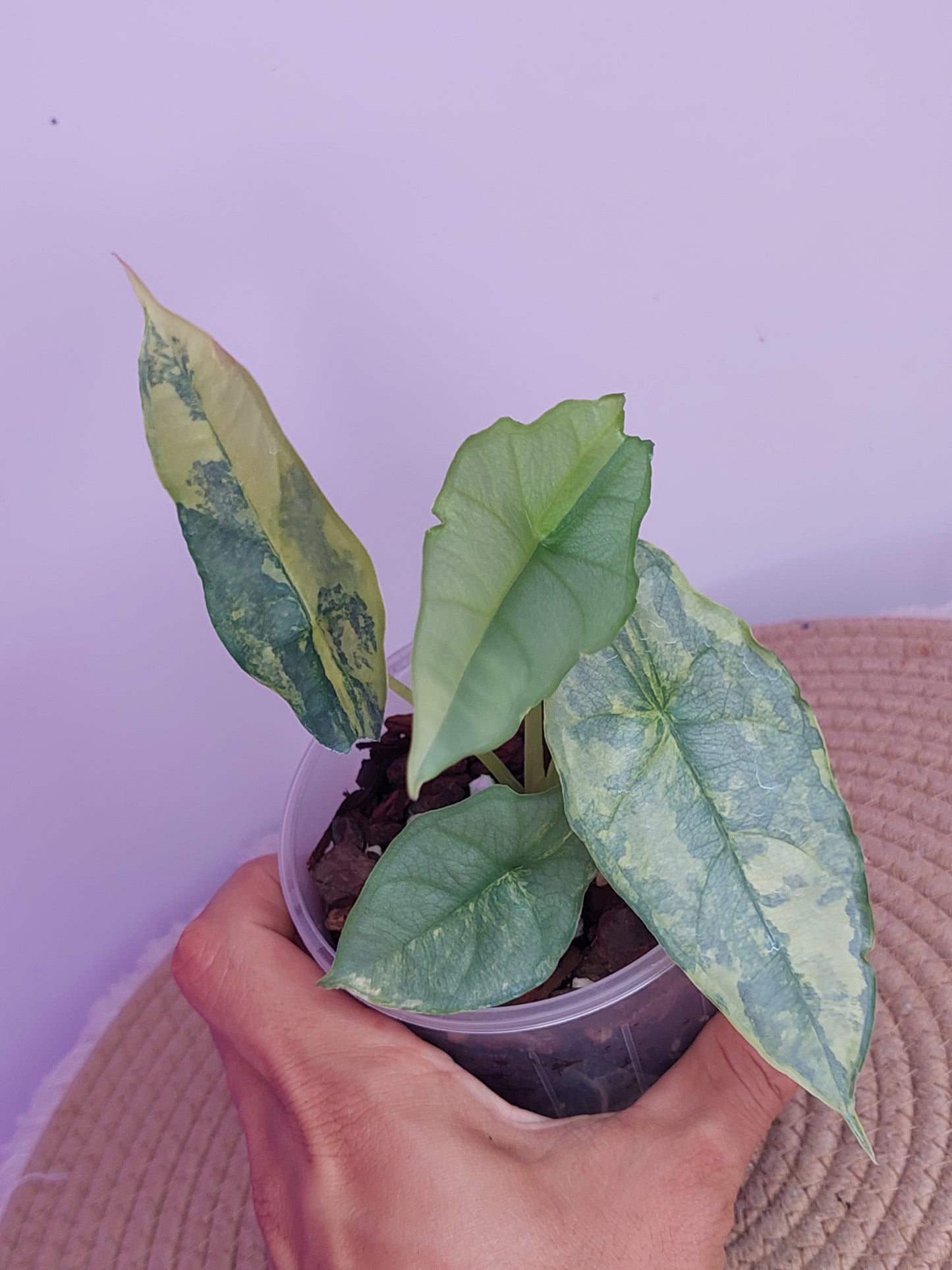 Alocasia Dragon Breath Variegated - 1
