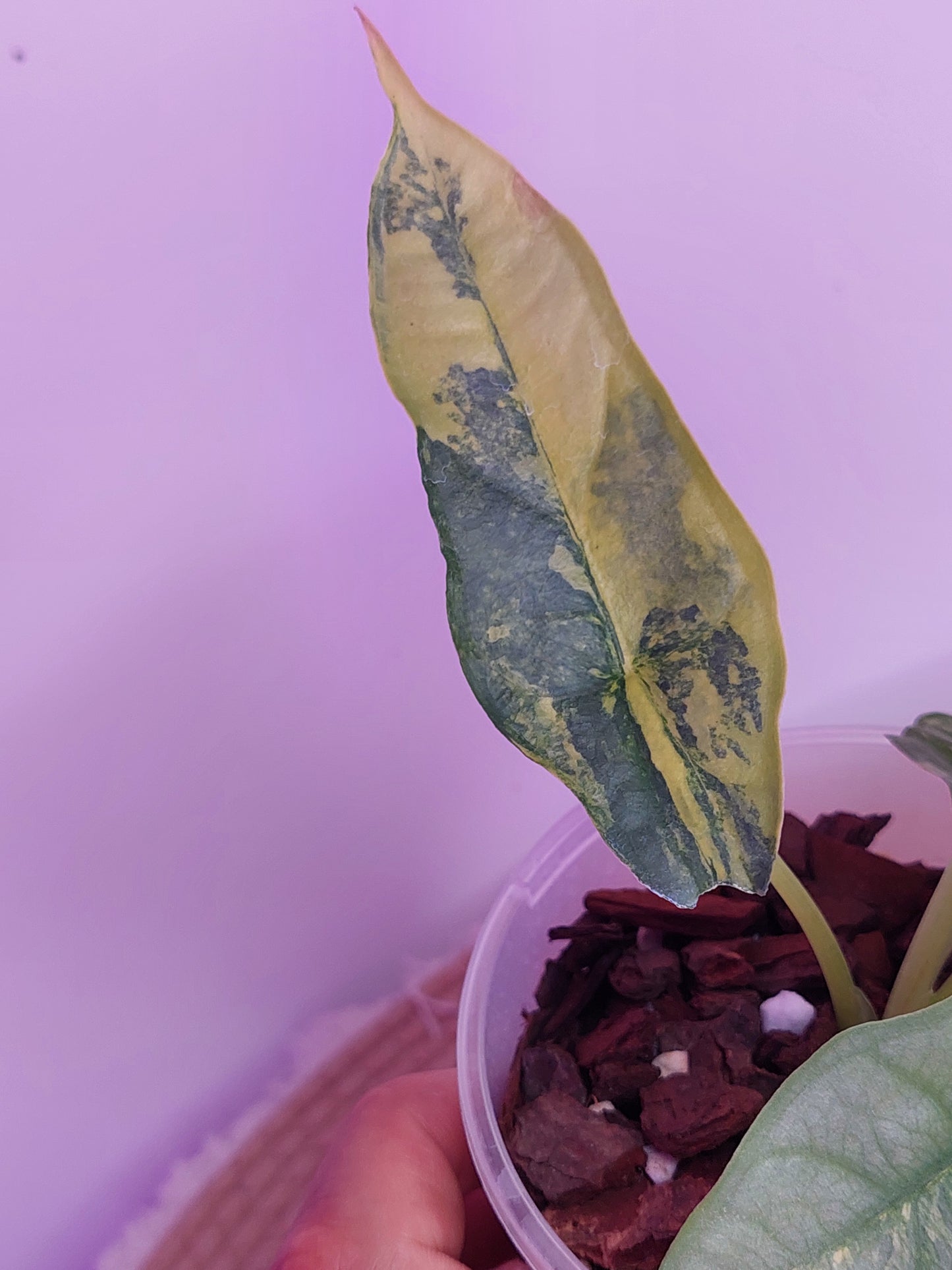 Alocasia Dragon Breath Variegated - 1