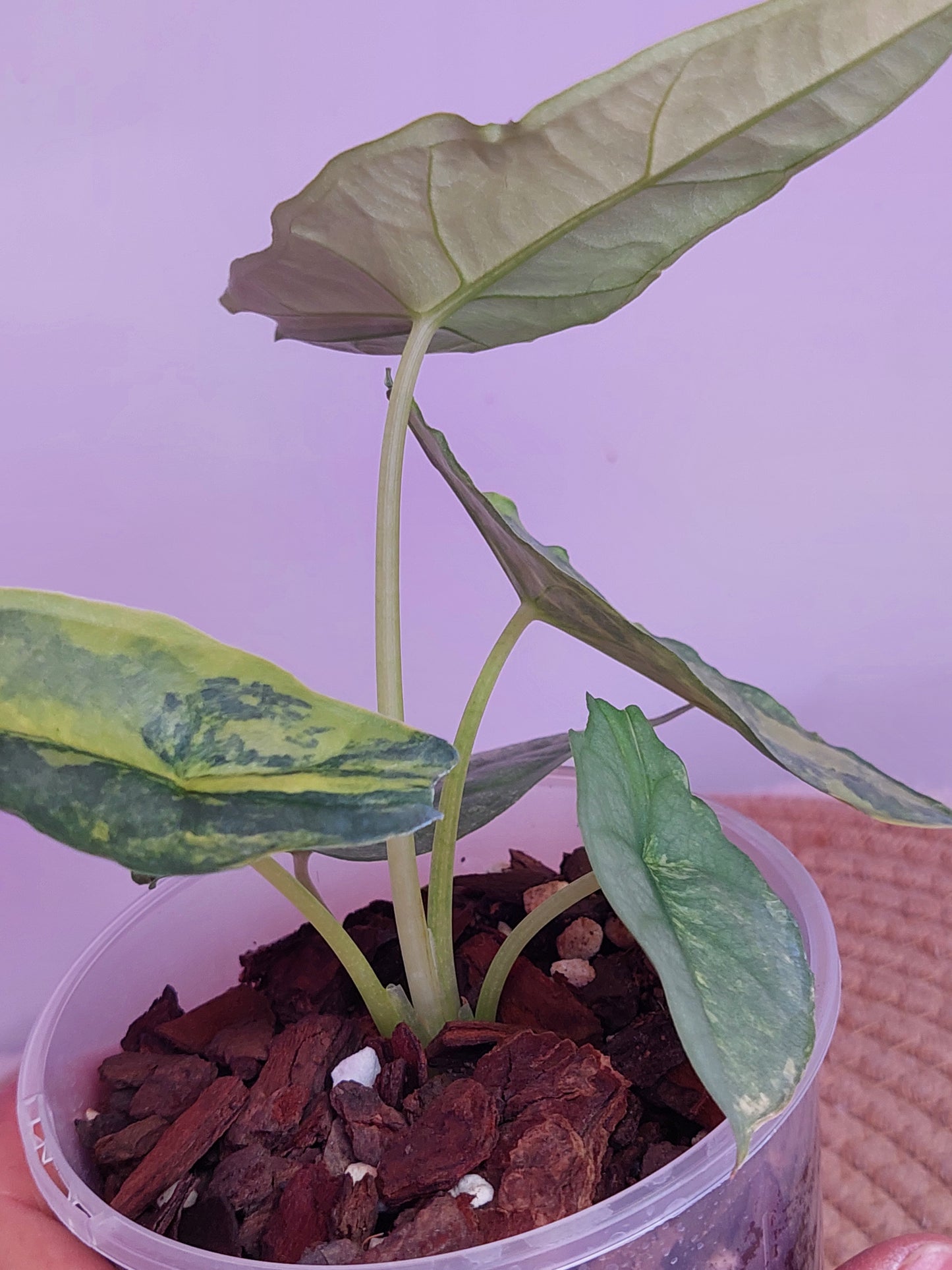 Alocasia Dragon Breath Variegated - 1