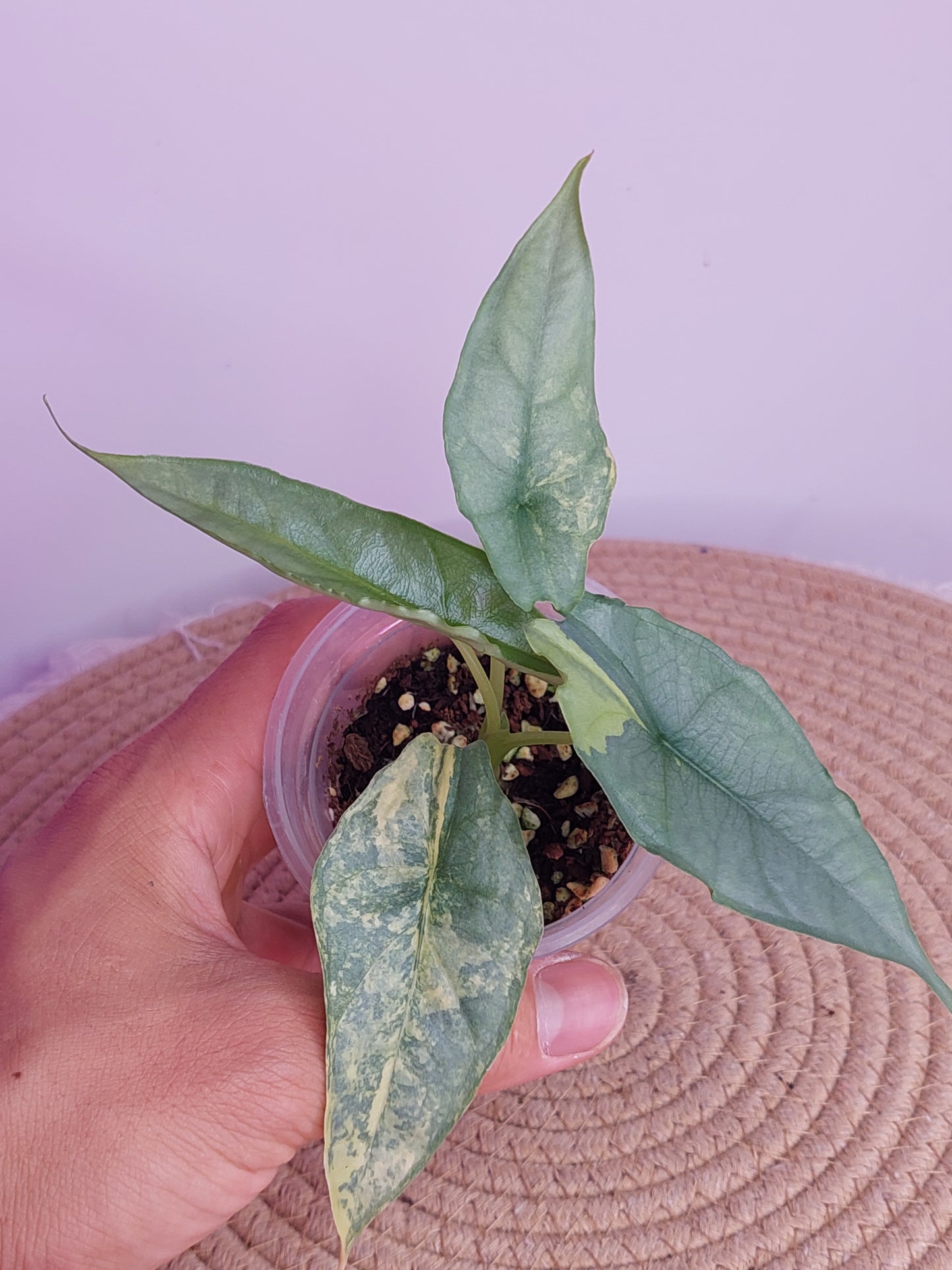 Alocasia Dragon Breath Variegated - 2