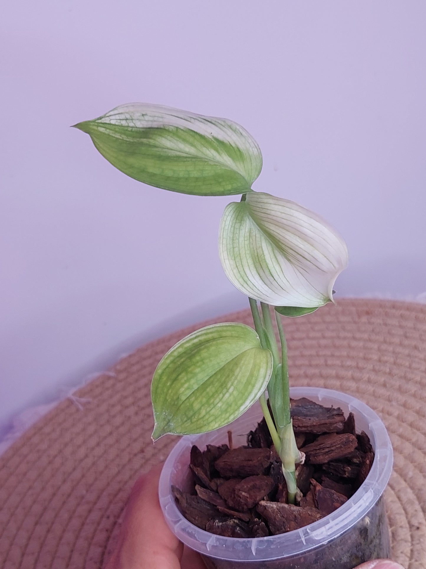 Scindapsus White Monster - 1