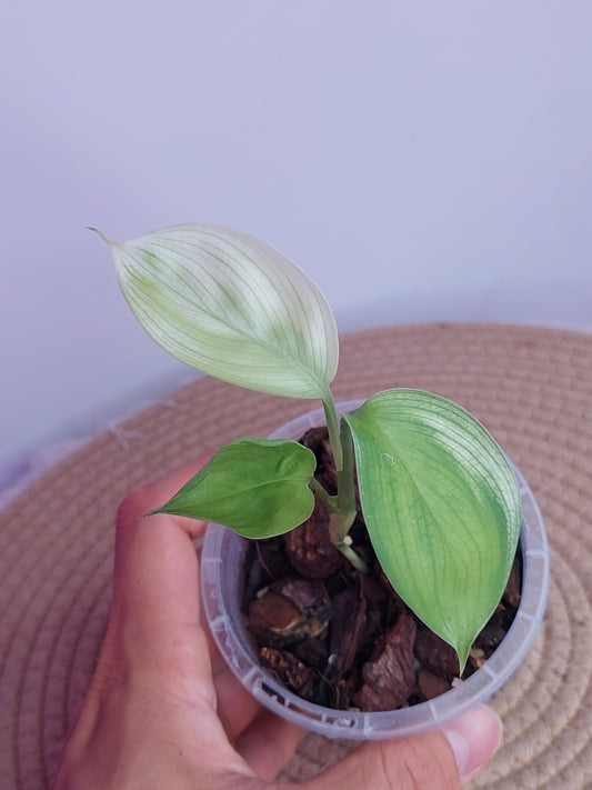 Scindapsus White Monster - 2