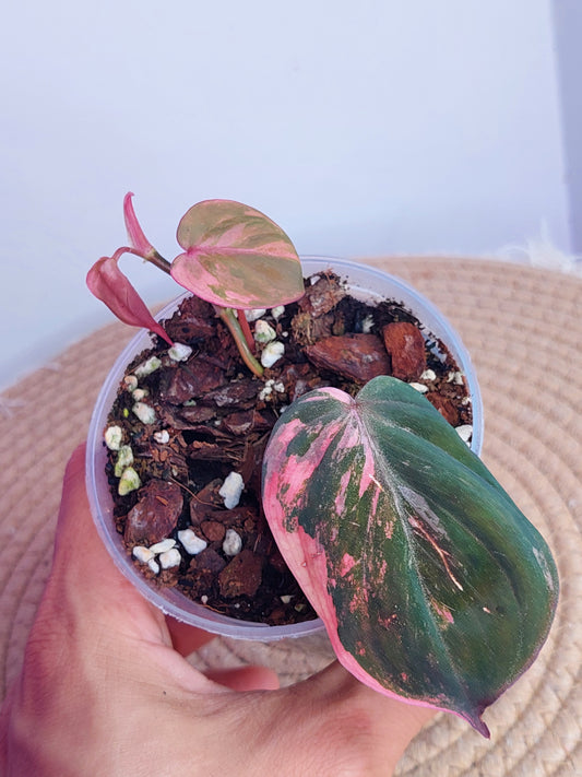 Philodendron Mican Variegated - 1