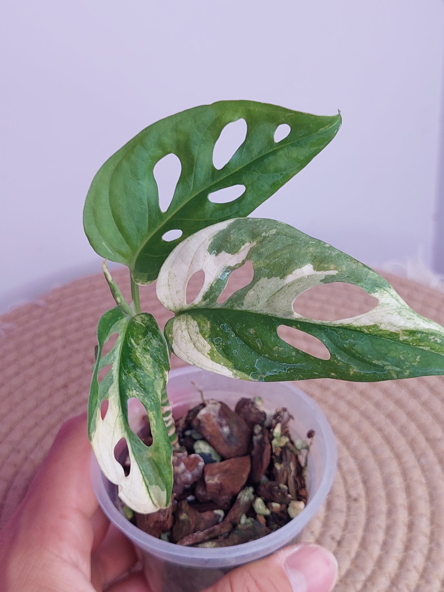 Monstera Monkey Mask Variegated - 1
