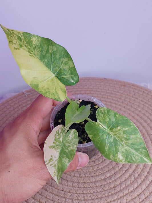 Alocasia Gageana Aurea Variegated - 1