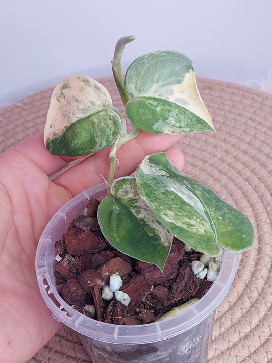 Scindapsus Mangurai Variegated - 1