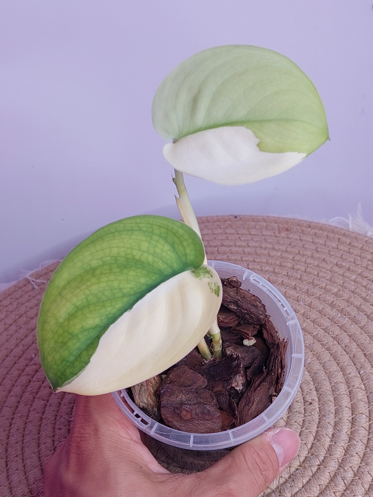 Scindapsus Jade Satin Variegated - 1