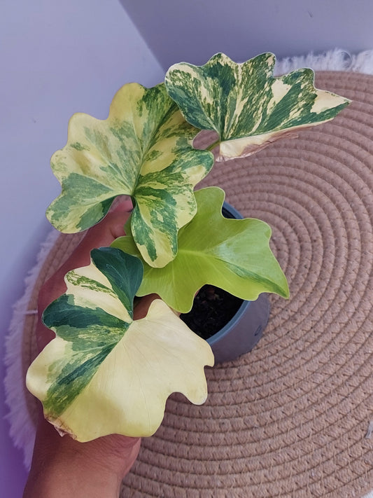 Thaumatophyllum Bipinnatifidum Aurea #A