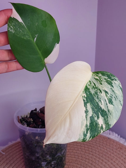 Monstera Borsigiana Albo Variegated #A