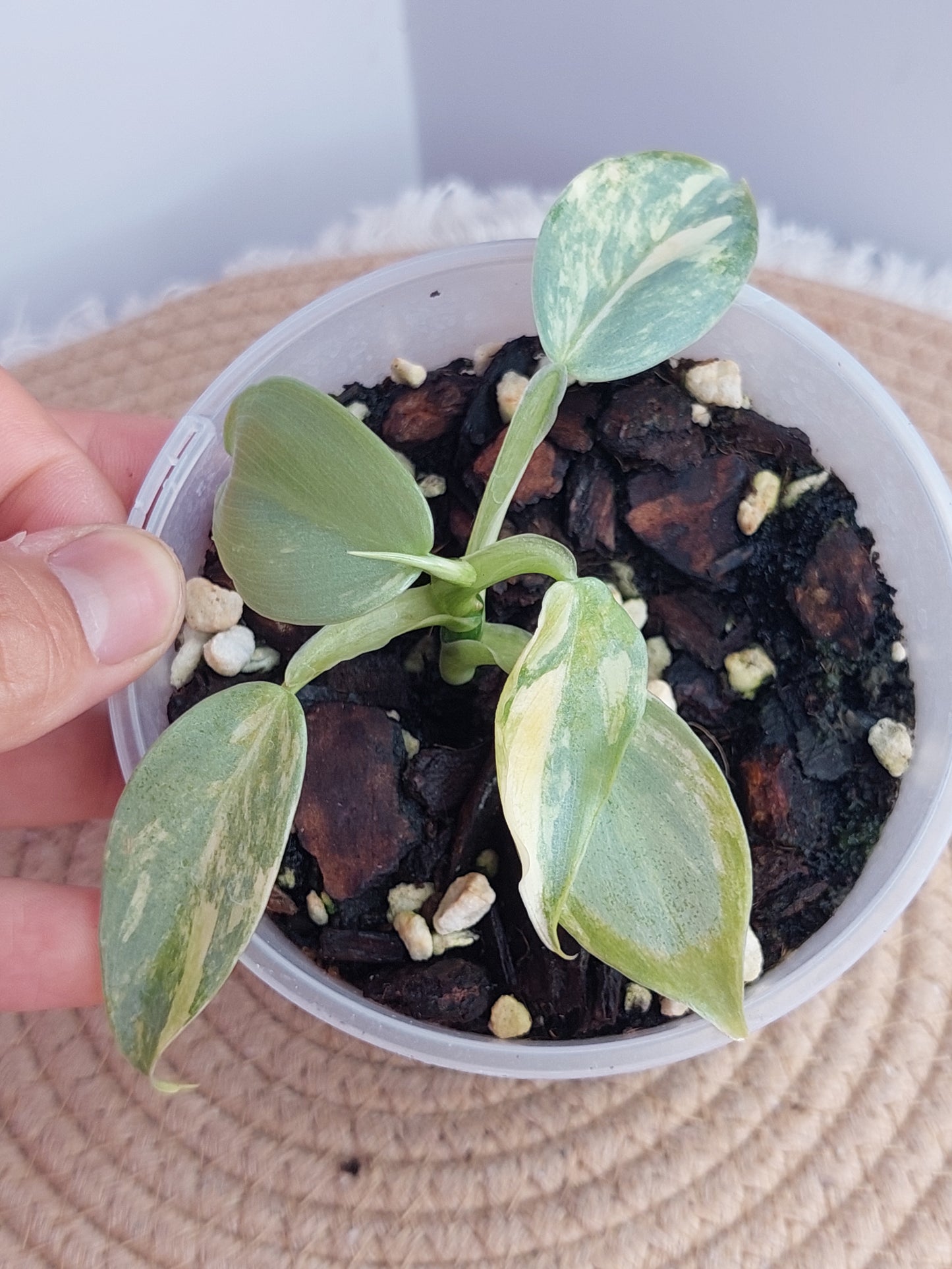 Philodendron Silver Sword Variegated #A