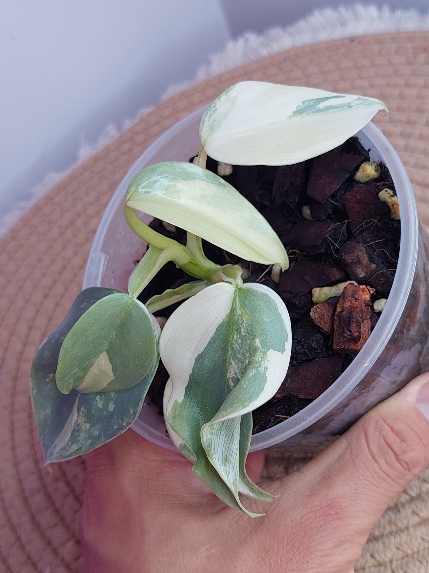 Philodendron Silver Sword Variegated #B
