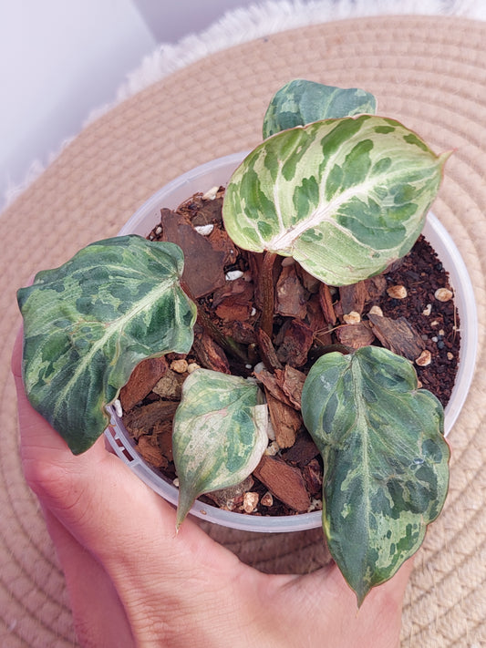 Philodendron Gloriosum Snow Leopard Variegated #A