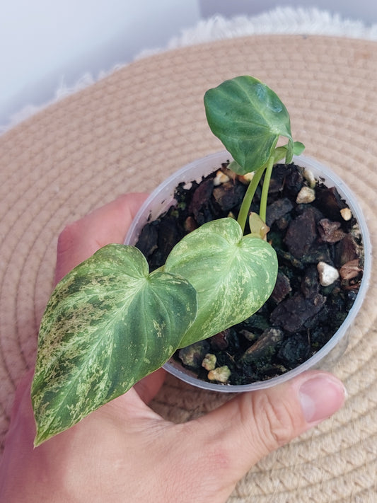 Philodendron Verrucosum Variegated #A