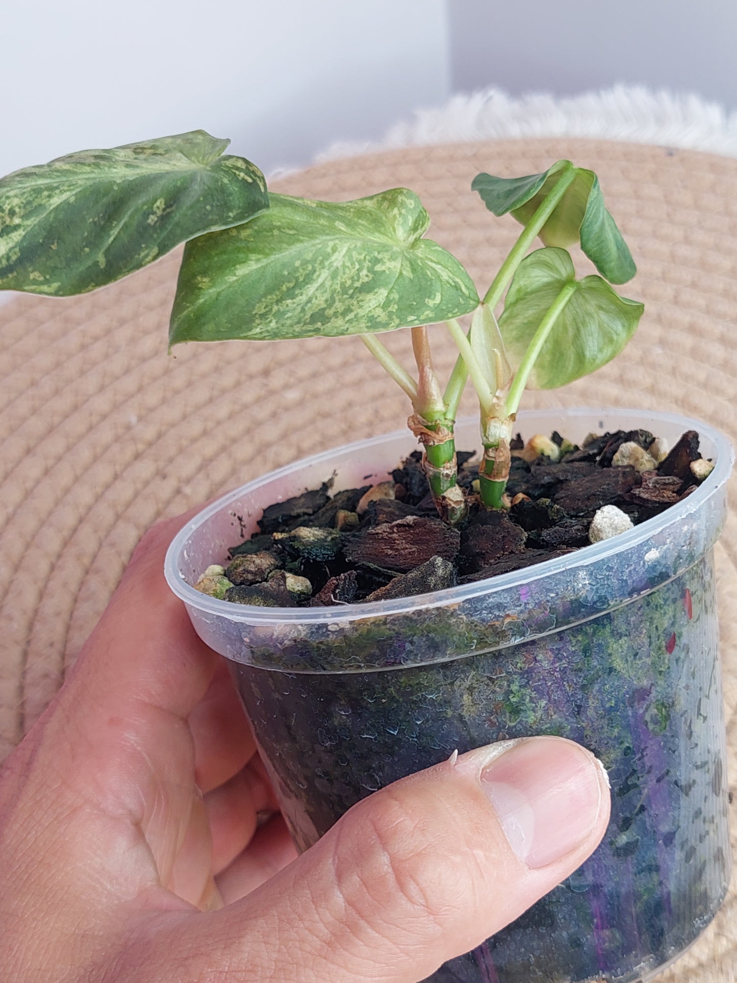 Philodendron Verrucosum Variegated #A