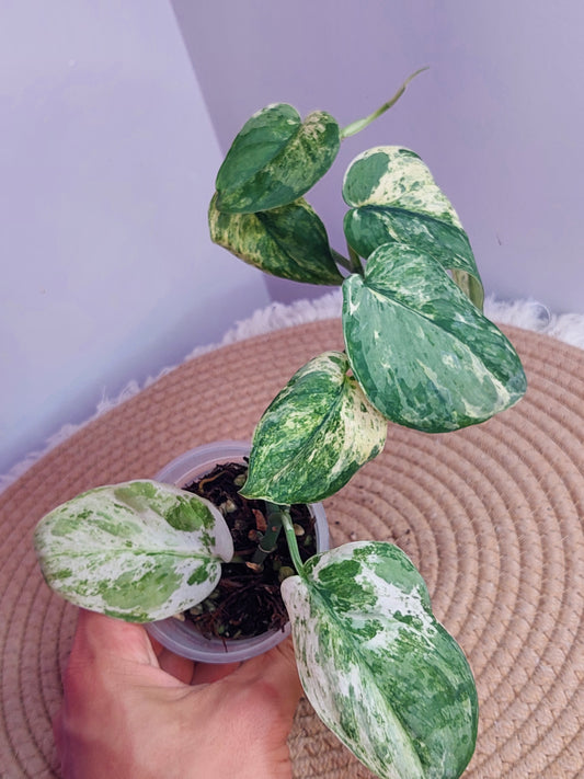 Scindapsus Silver Cloud Variegated #B