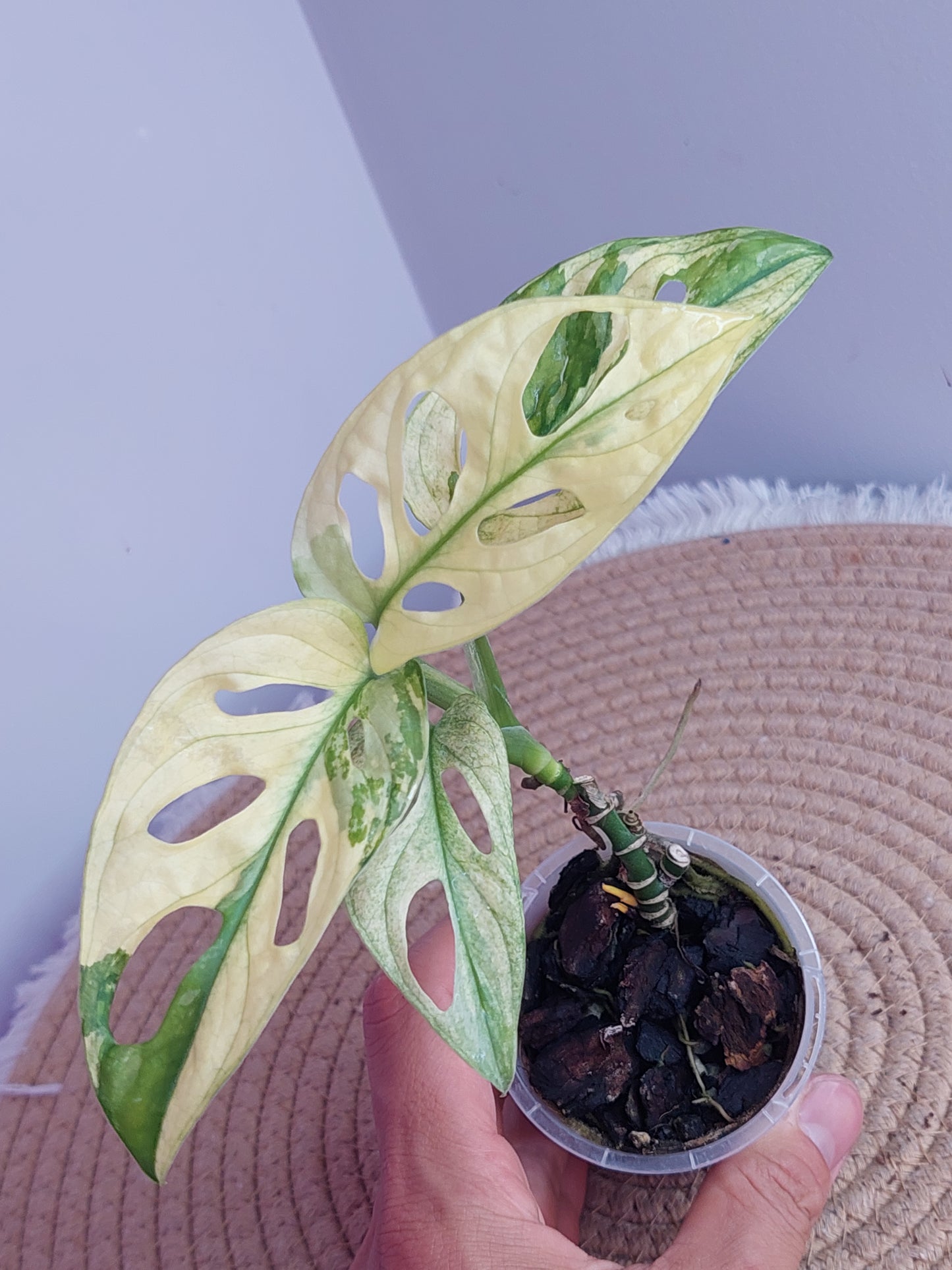 Monstera Monkey Mask Variegated #A