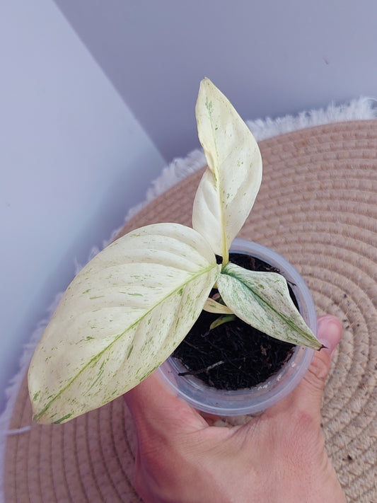 Scindapsus Longistipitatus Marble #A